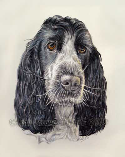 Portrait de la cocker bleue Bakie ralis d'aprs commande au crayon de couleur